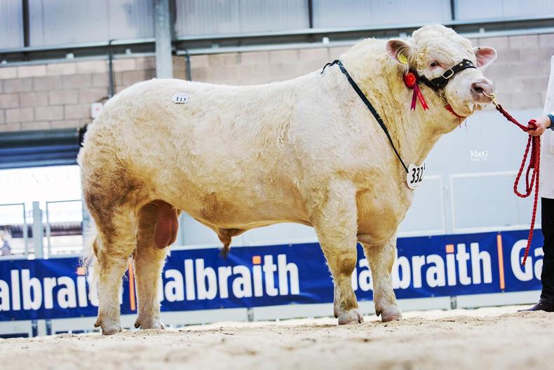 Strong commercial trade for Charolais at Stirling Strong commercial trade for Charolais at Stirling