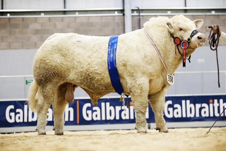 Strong commercial trade for Charolais at Stirling Strong commercial trade for Charolais at Stirling