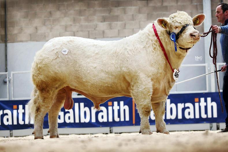 Strong commercial trade for Charolais at Stirling Strong commercial trade for Charolais at Stirling