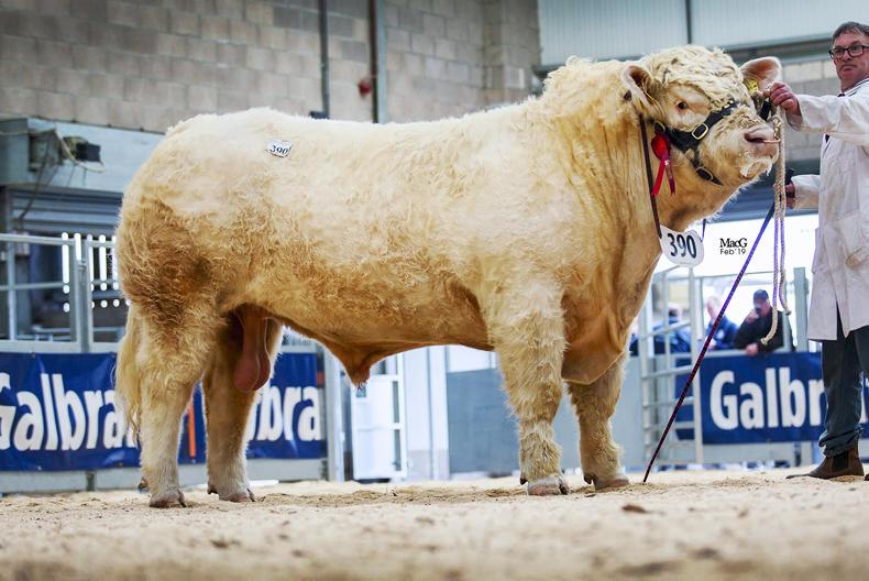 Strong commercial trade for Charolais at Stirling Strong commercial trade for Charolais at Stirling