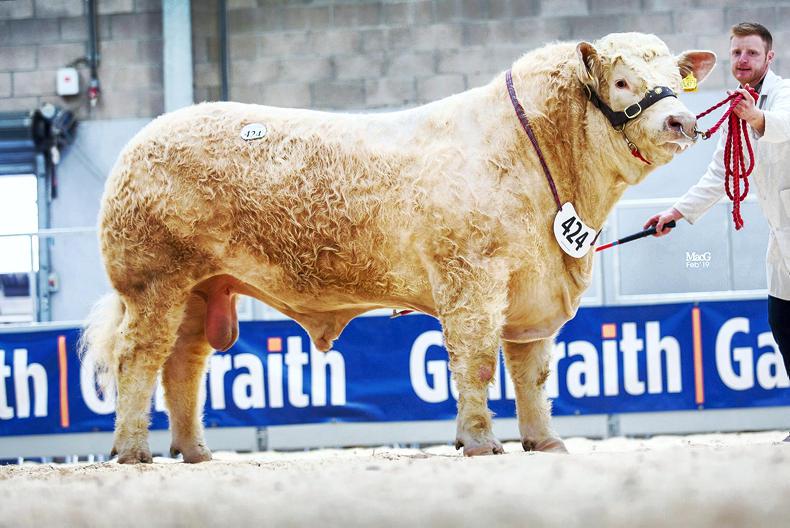 Strong commercial trade for Charolais at Stirling Strong commercial trade for Charolais at Stirling