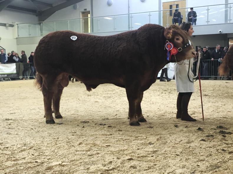 Top price of 50,000gns sets Carlisle Limousin sale alight Top price of 50,000gns sets Carlisle Limousin sale alight