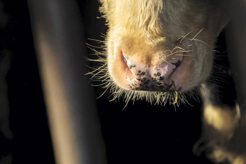 Beef Plan Movement calls for unrestricted cattle movements Free