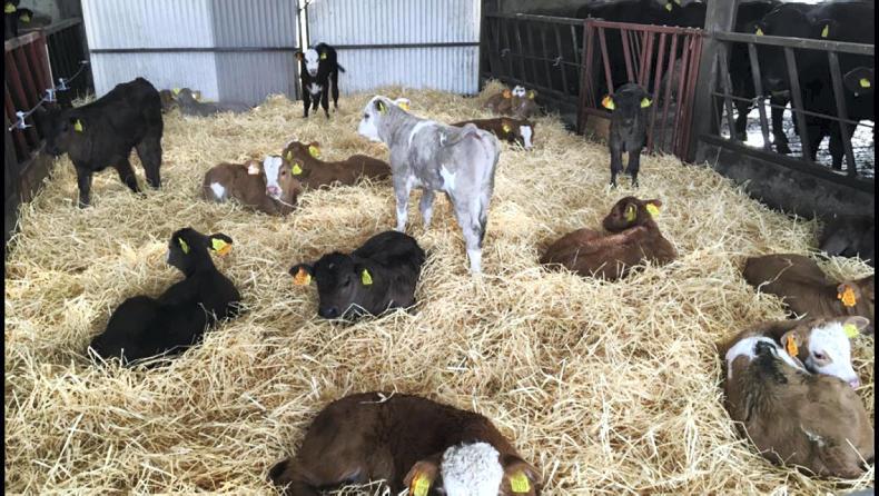 Tullamore Farm: cows and calves housed as weather turns Tullamore Farm: cows and calves housed as weather turns