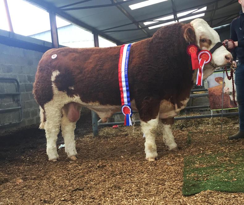 Strong clearance at first Simmental society premier sale Strong clearance at first Simmental society premier sale