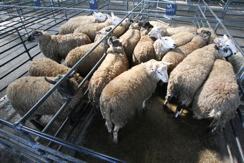 SheepWatch: trade starting to liven up SheepWatch: trade starting to liven up
