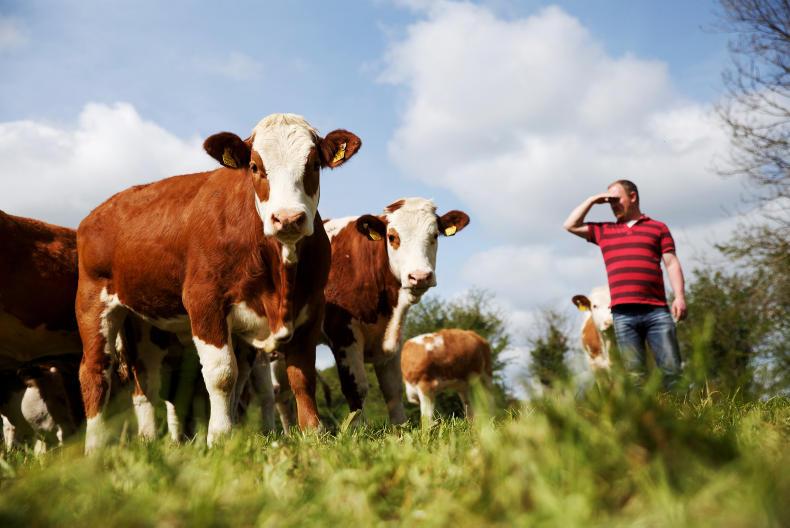Farmer Writes: a broken dehorner and a change of direction Farmer Writes: a broken dehorner and a change of direction