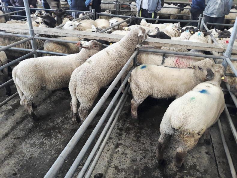 Spring lambs sell to €140 in Mountbellew Mart Spring lambs sell to €140 in Mountbellew Mart