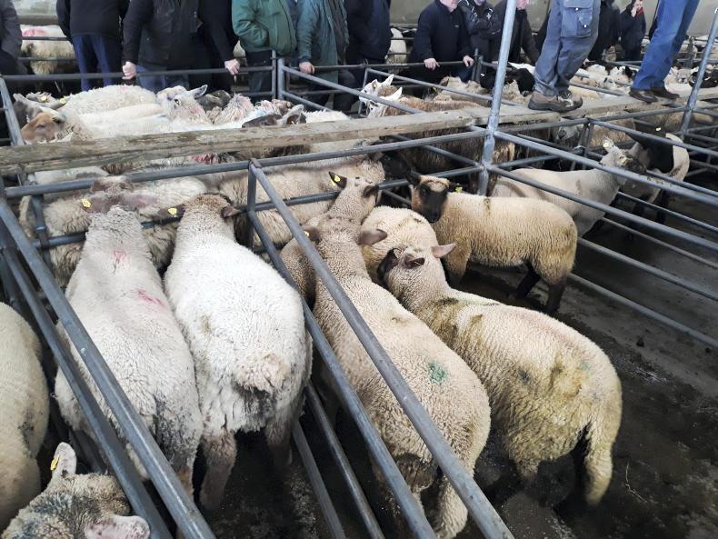 Spring lambs sell to €140 in Mountbellew Mart Spring lambs sell to €140 in Mountbellew Mart