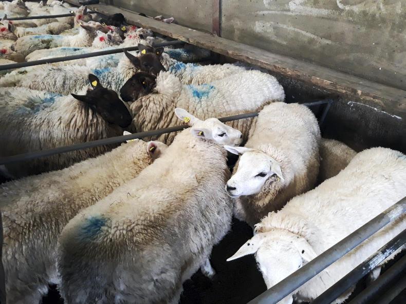 Spring lambs sell to €140 in Mountbellew Mart Spring lambs sell to €140 in Mountbellew Mart