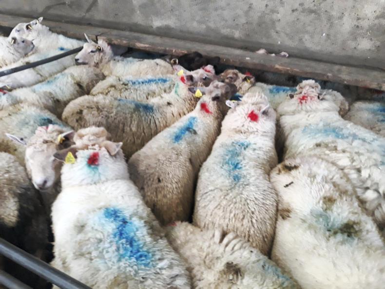 Spring lambs sell to €140 in Mountbellew Mart Spring lambs sell to €140 in Mountbellew Mart