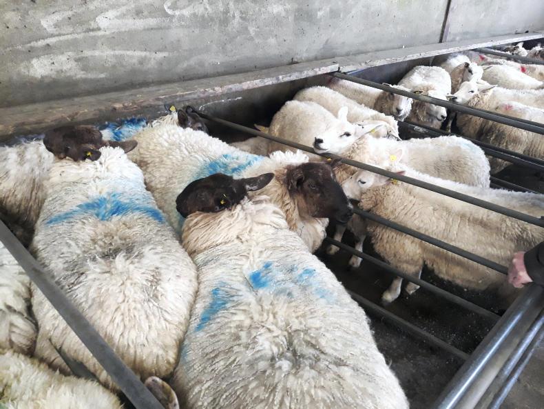 Spring lambs sell to €140 in Mountbellew Mart Spring lambs sell to €140 in Mountbellew Mart