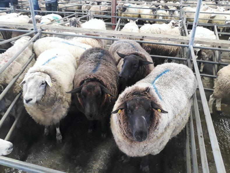 Spring lambs sell to €140 in Mountbellew Mart Spring lambs sell to €140 in Mountbellew Mart