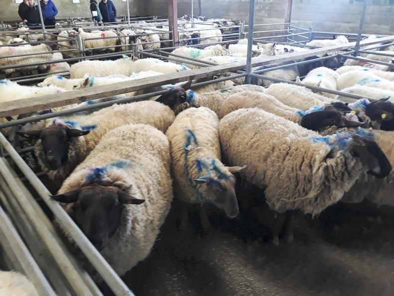 Spring lambs sell to €140 in Mountbellew Mart Spring lambs sell to €140 in Mountbellew Mart