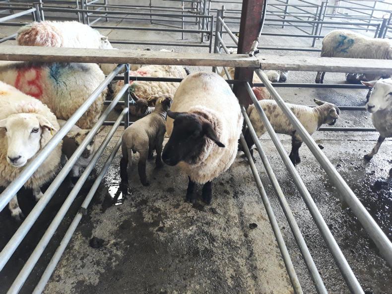 Spring lambs sell to €140 in Mountbellew Mart Spring lambs sell to €140 in Mountbellew Mart