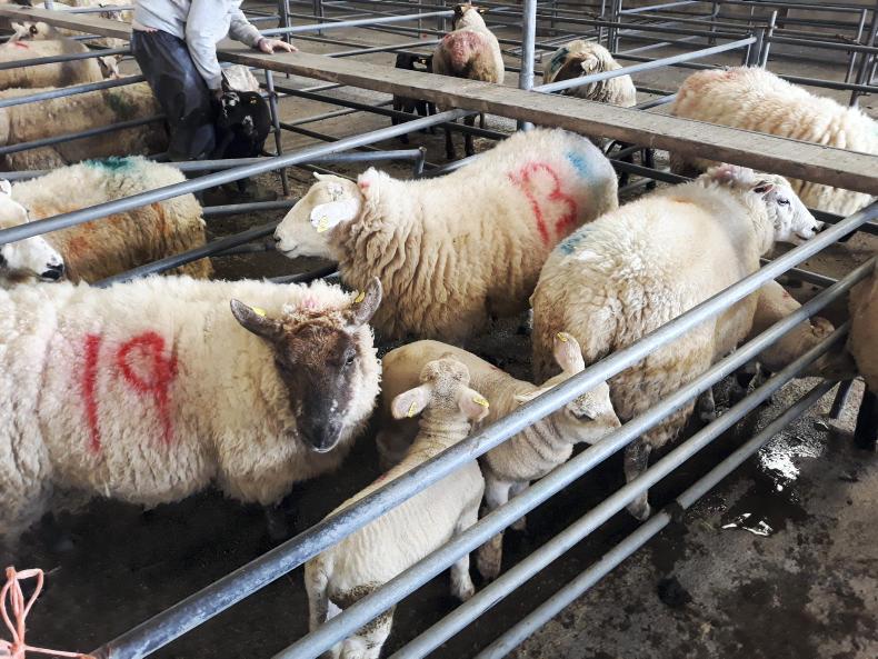 Spring lambs sell to €140 in Mountbellew Mart Spring lambs sell to €140 in Mountbellew Mart