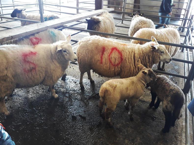 Spring lambs sell to €140 in Mountbellew Mart Spring lambs sell to €140 in Mountbellew Mart
