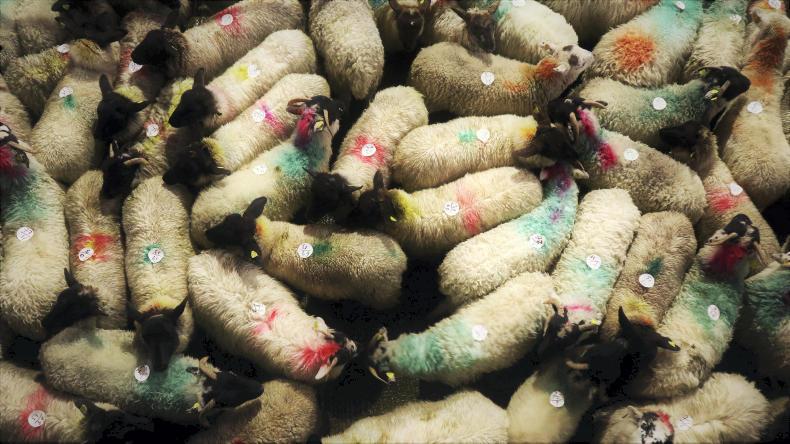 Alignment of Easter and Ramadan bodes well for sheep farmers
Alignment of Easter and Ramadan bodes well for sheep farmers