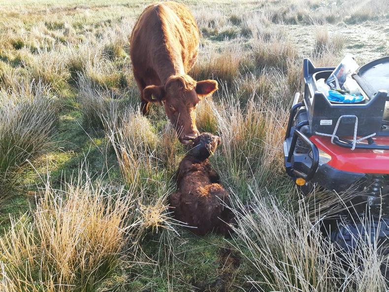 Farmer Writes: finding breeds suited to low-input system Farmer Writes: finding breeds suited to low-input system