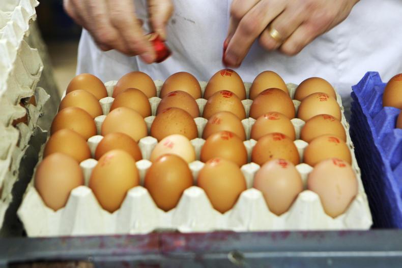 Concerns over free-range egg premium Concerns over free-range egg premium