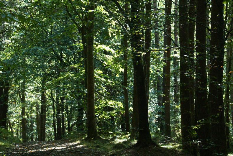 Hogan plants idea of 1ha forestry on farmer's lands in next CAP