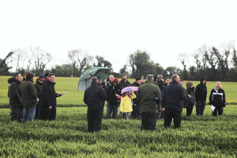 In the Fields: Kildare field walk emphasises T1 timing on wheat In the Fields: Kildare field walk emphasises T1 timing on wheat