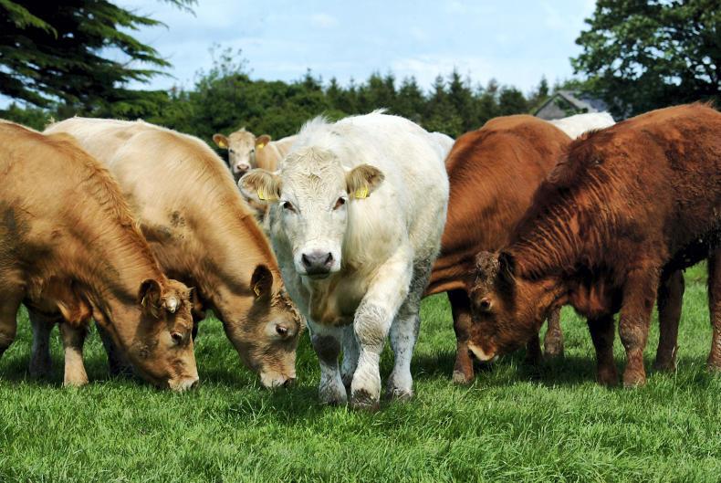 Beef and cattle prices to jump Beef and cattle prices to jump