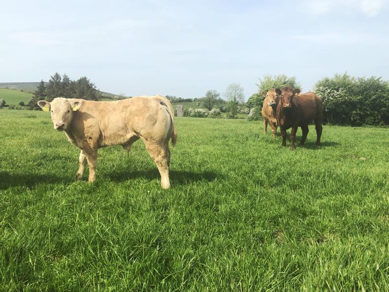 Watch: focus on the basics paying off in Sligo Watch: focus on the basics paying off in Sligo