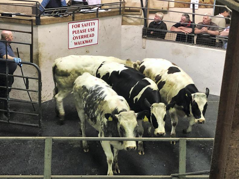 In pictures: stiffer trade with reduced numbers and buyer activity in Nenagh In pictures: stiffer trade with reduced numbers and buyer activity in Nenagh
