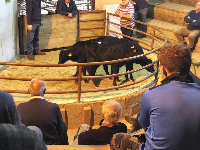 In pictures: stiffer trade with reduced numbers and buyer activity in Nenagh In pictures: stiffer trade with reduced numbers and buyer activity in Nenagh