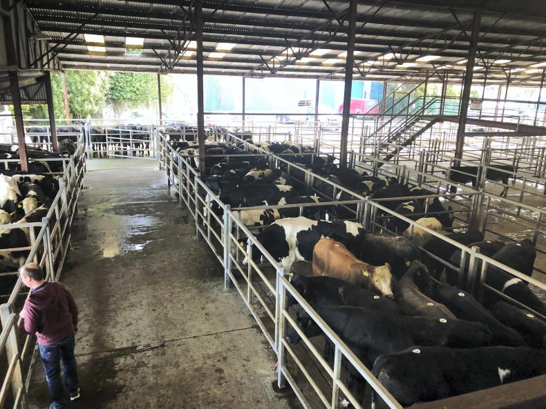 In pictures: stiffer trade with reduced numbers and buyer activity in Nenagh In pictures: stiffer trade with reduced numbers and buyer activity in Nenagh