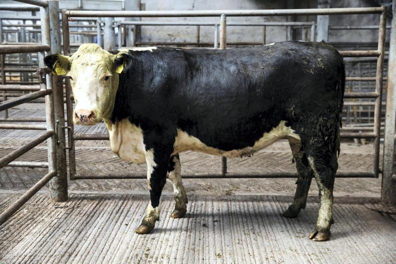 Ringside Comment: strong cow demand continues as prices rise Ringside Comment: strong cow demand continues as prices rise