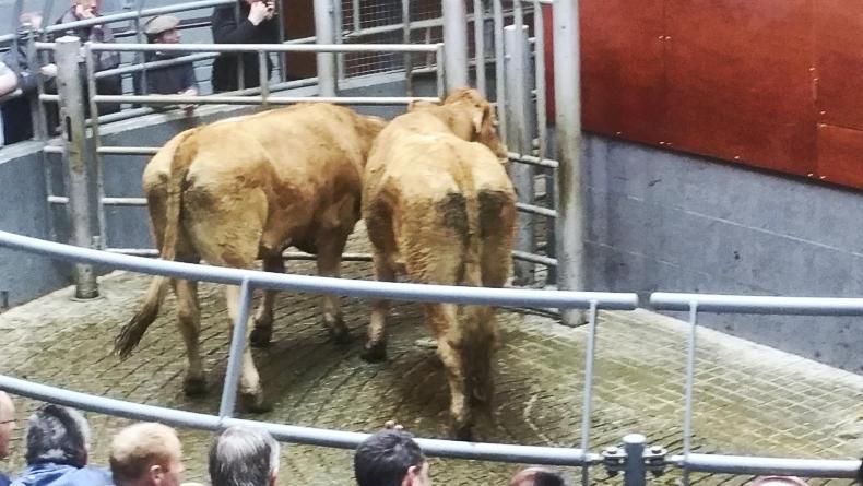 MartBids report: bullocks drive the trade in Corrin