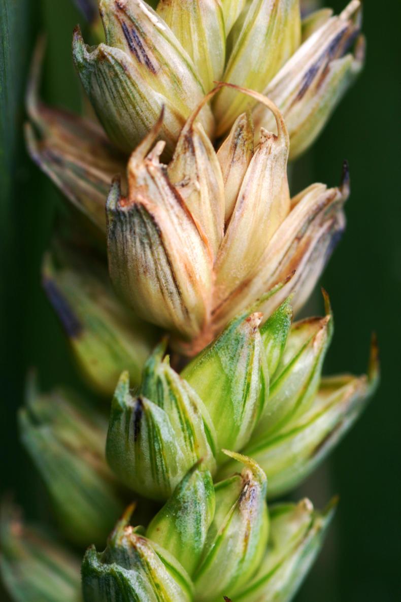 Protecting wheat yields – seeing the season out Protecting wheat yields – seeing the season out