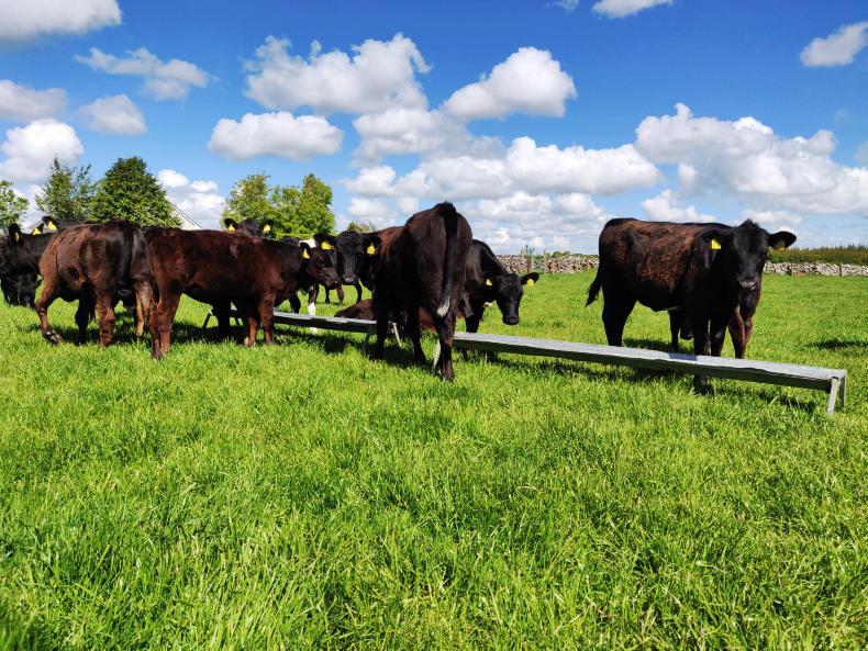 Thrive: combining ewes and calves on a fragmented farm Thrive: combining ewes and calves on a fragmented farm