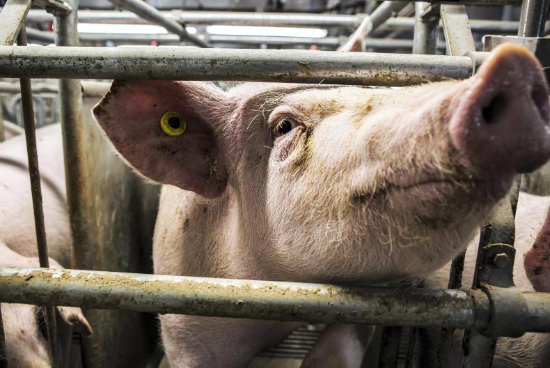 Pig cull in Poland leads to warning here Pig cull in Poland leads to warning here