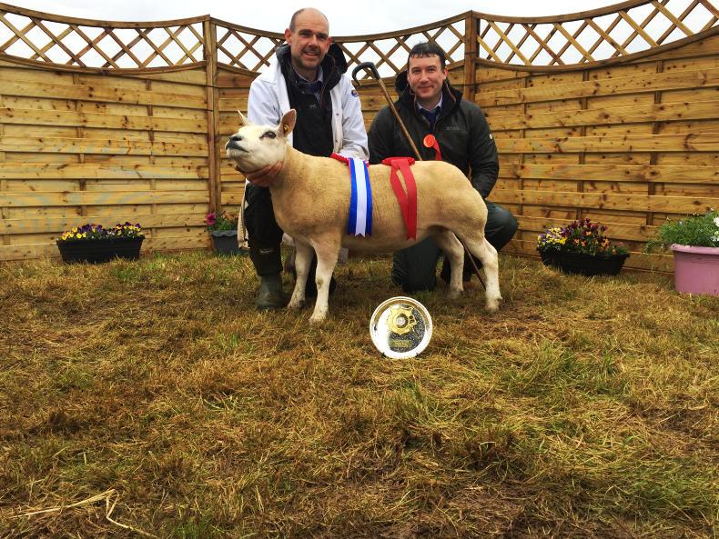 Quarrymount flock does the double at Beltex all-Irelands Quarrymount flock does the double at Beltex all-Irelands