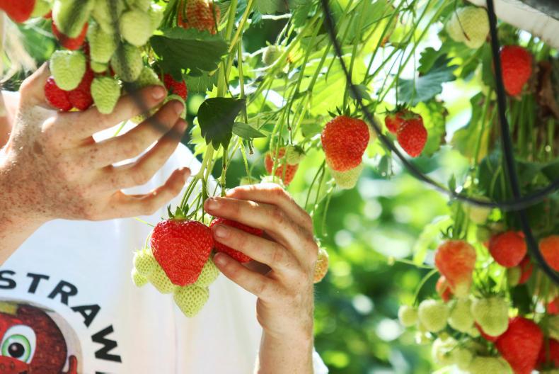 Prisoners picking fruit in the UK a possibility Prisoners picking fruit in the UK a possibility