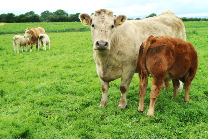 BETTER Farm open day: father and son harmony paying dividends BETTER Farm open day: father and son harmony paying dividends