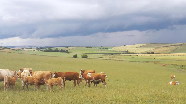 Scottish prices: beef depression continues across the country Scottish prices: beef depression continues across the country