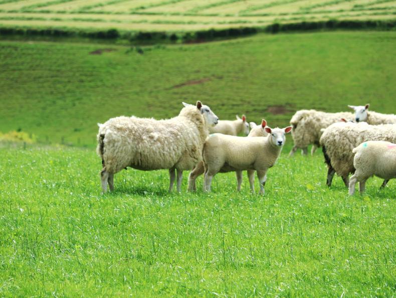 CCN is a problem for calves and lambs this summer CCN is a problem for calves and lambs this summer