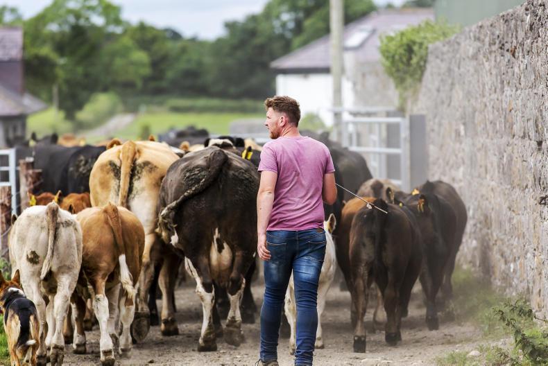 Tullamore Farm: Coupled payments needed to underpin suckling Tullamore Farm: Coupled payments needed to underpin suckling