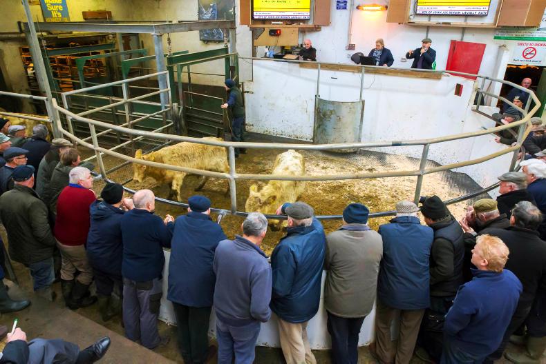 Mart prices: steady in Thurles despite doom and gloom Mart prices: steady in Thurles despite doom and gloom