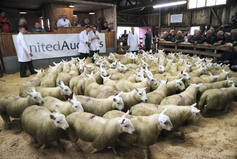 Scotland: beef battle does little to change price but big store lambs in demand Scotland: beef battle does little to change price but big store lambs in demand