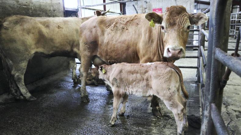 Camera at the Mart: massive interest at Kerry suckler sale