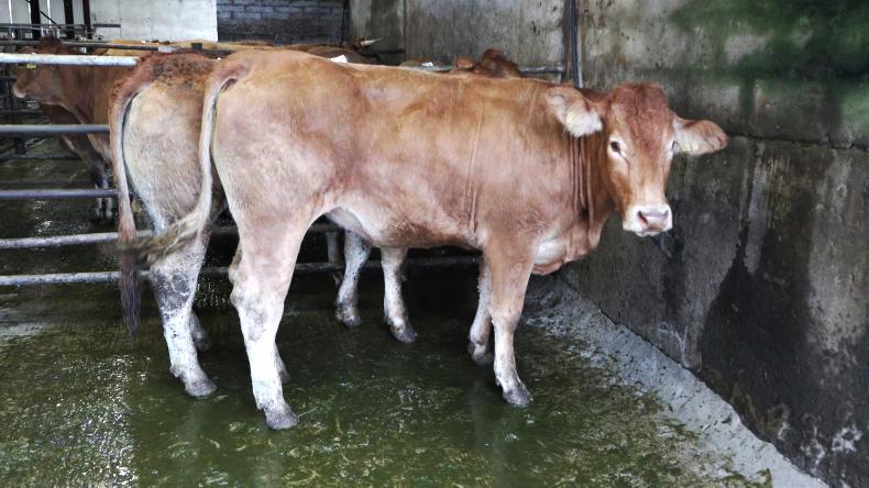 Camera at the Mart: massive interest at Kerry suckler sale