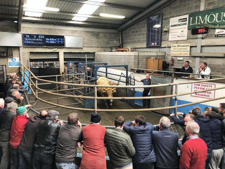 Mart prices: forward store bullocks up 10c/kg in Roscrea Mart prices: forward store bullocks up 10c/kg in Roscrea
