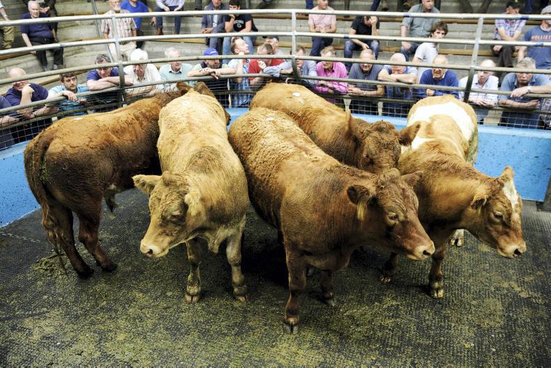 Mart prices: strong showing for store bullocks in Roscrea Mart prices: strong showing for store bullocks in Roscrea