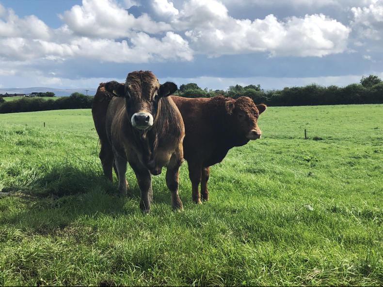 Watch and listen: 15t grass-man reveals his secrets in Mayo Watch and listen: 15t grass-man reveals his secrets in Mayo