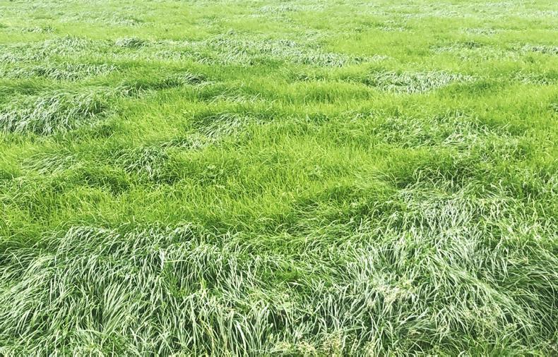 Watch: grass surplus on Tullamore Farm Watch: grass surplus on Tullamore Farm